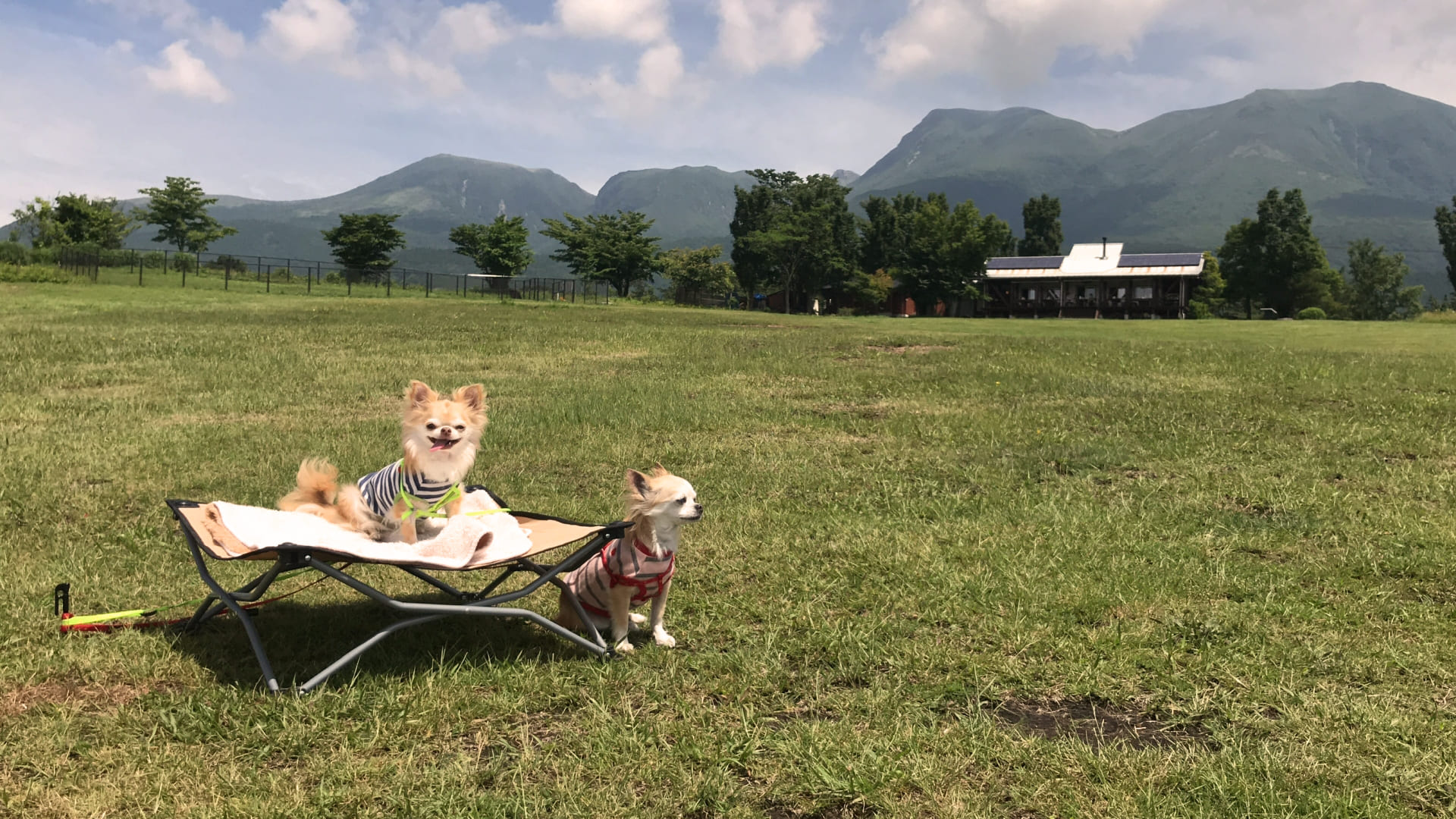 犬２匹が写っている写真