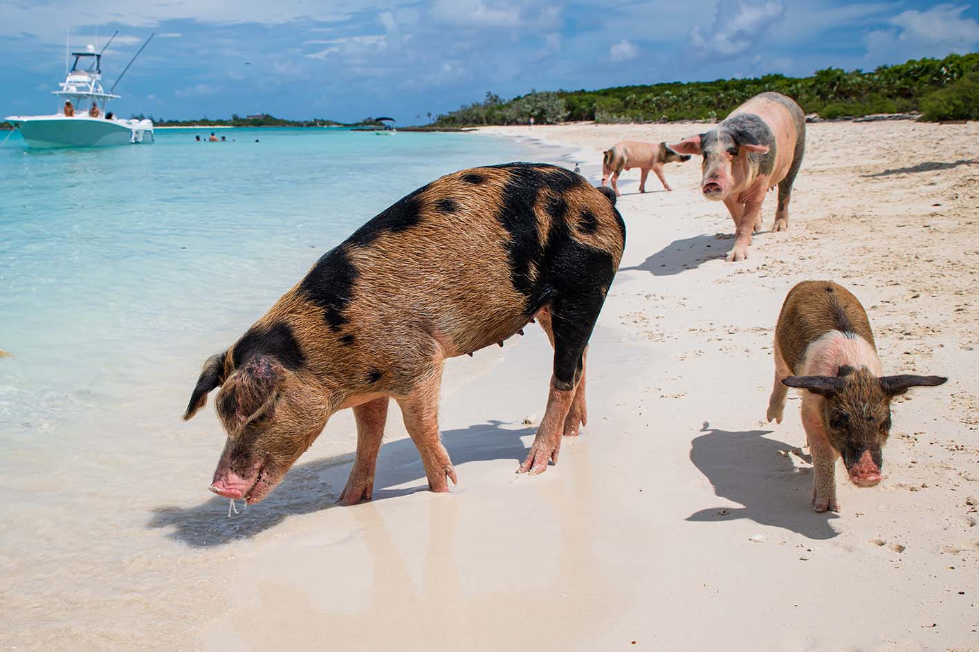 海岸を歩く豚の群れ